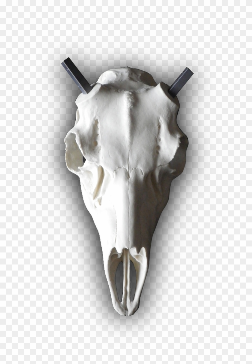 Mule Deer European Replica Skull - Skull, HD Png Download - 2418x3372