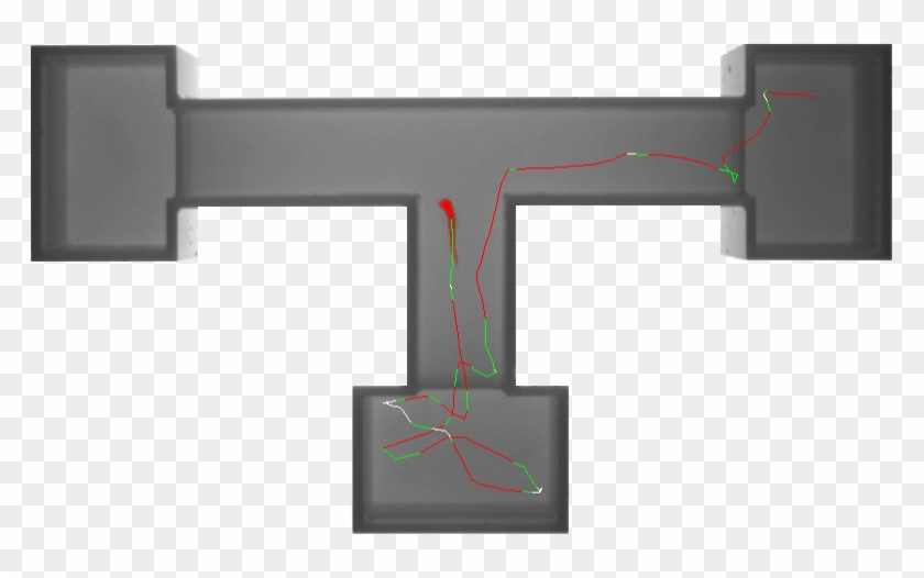 T-maze - Tracking T Maze Zebrafish, HD Png Download - 783x446(#1523839