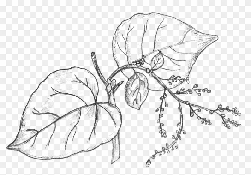 Money Plant, Scindapsus (Green) – Plant - online nursery plants
