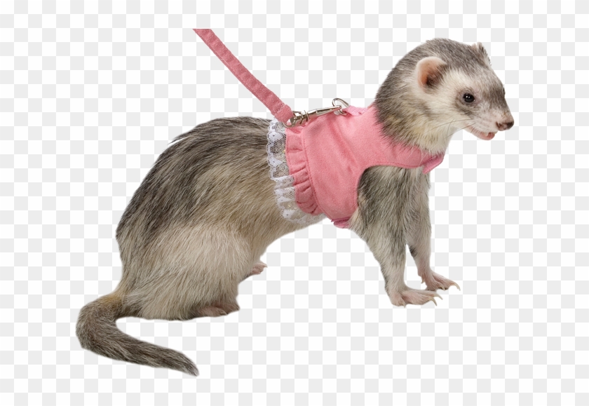 ferret in a harness