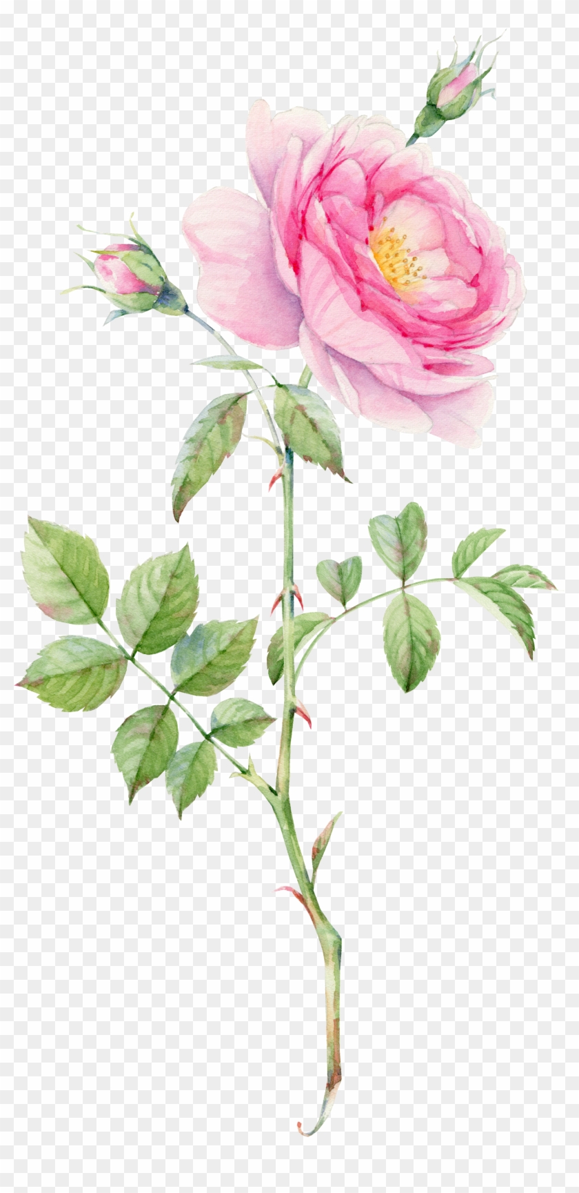 Anatomy of a Rose: Flower Drawing