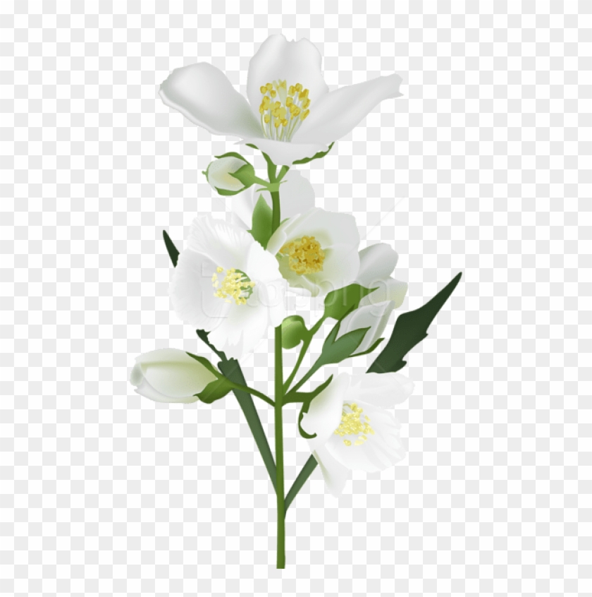 Free Png Download White Flower Png Images Background - Transparent  Background Jasmine Flower Png, Png Download - 480x766(#1543551) - PngFind