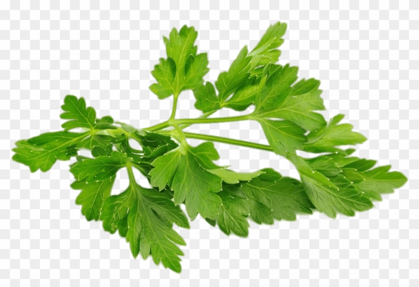Chervil - Bunch Of Parsley Png, Transparent Png - 1000x657(#1546267) -  PngFind