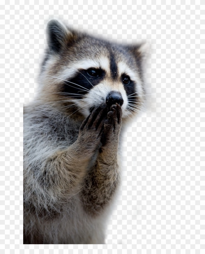 Raccoon Png - Raccoon Praying, Transparent Png - 650x975(#1548512 ...