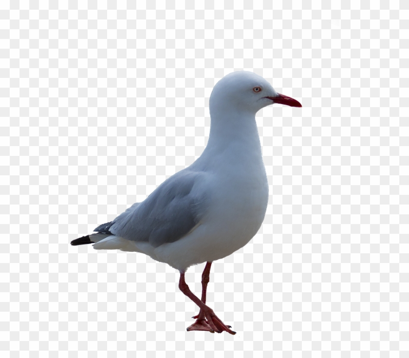 Gull Png Seagull Png Transparent Png 673x720 1554255 Pngfind