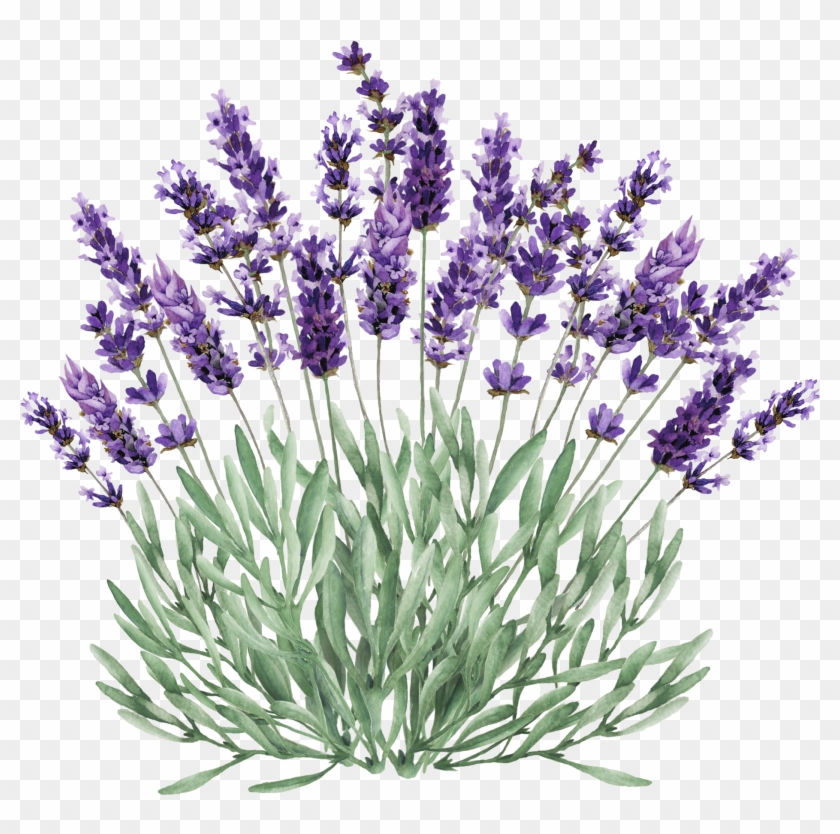 1928 X 2550 10 - Lavender Plant Png Vector, Transparent Png - 1928x2550