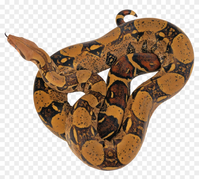 Reticulated Python Png, Transparent Png - 2654x2263(#1594476) - PngFind