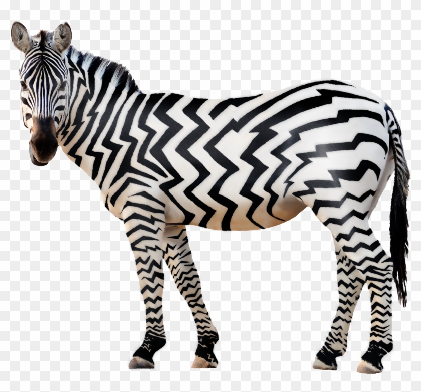 Download Zebra Png Free Download Zebra Png Transparent Png 1500x1500 161358 Pngfind