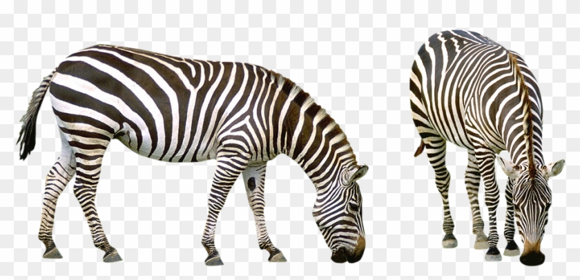 Zebra, Africa, Striped, Animals, Safari, Nature, Zoo - Comprehension About  Animals, HD Png Download - 960x473(#161426) - PngFind