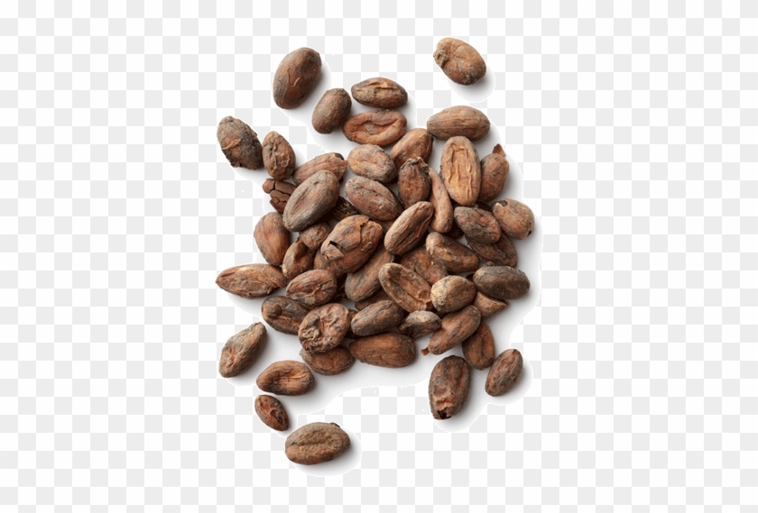 Cocoa Beans Png Cacao Png, Transparent Png 768x550(165396) PngFind