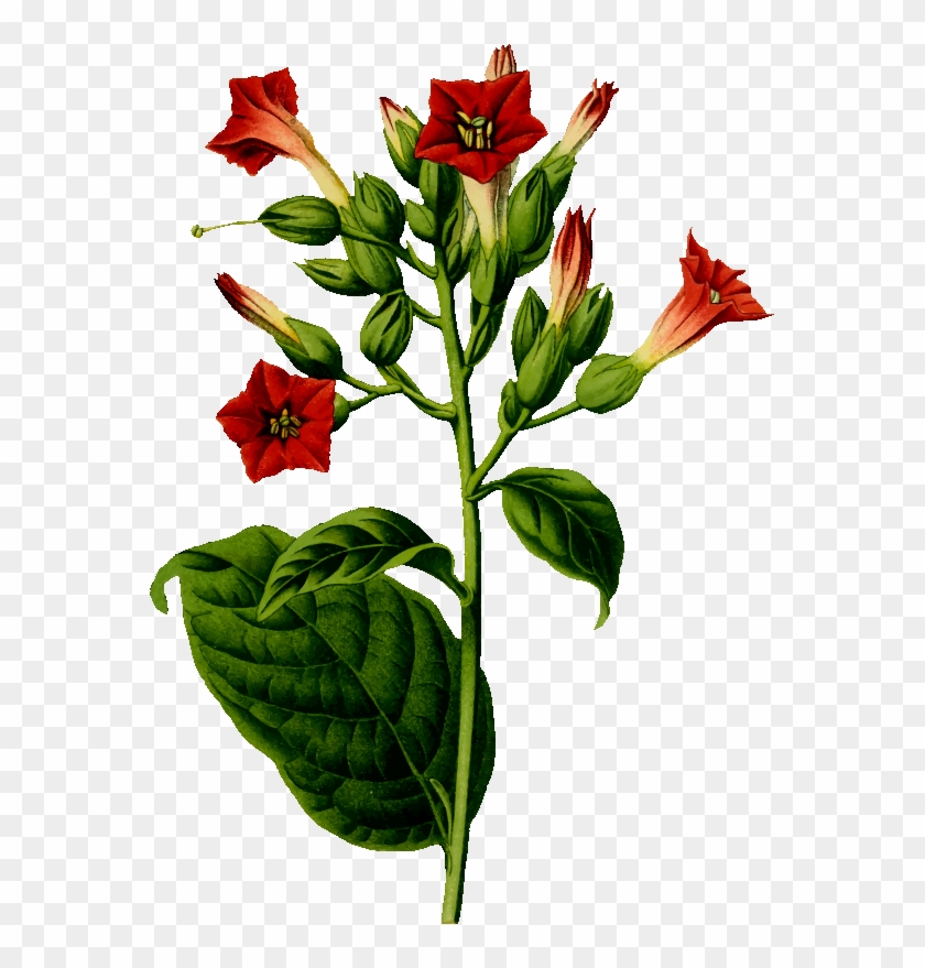 Medium Image - Tobacco Plant Png, Transparent Png - 567x799(#1604738 ...