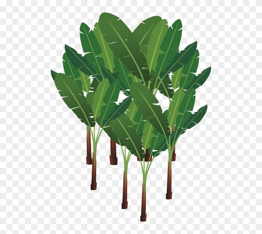 Abaca Png - Abaca Plant Png, Transparent Png - 514x672(#1633217) - PngFind