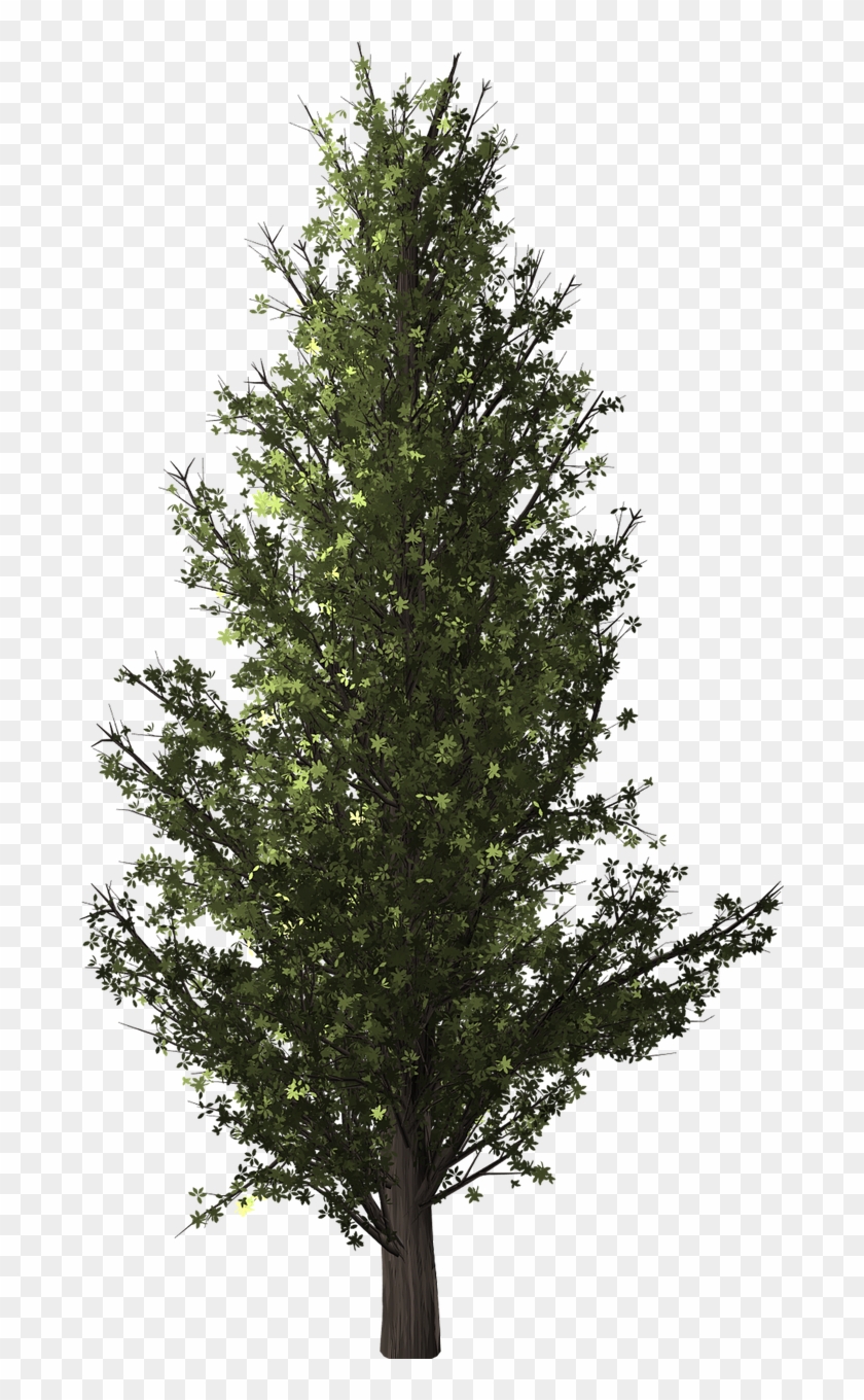 Forest Tree Poplar Isolated Transparent Background - Тополь Png, Png
