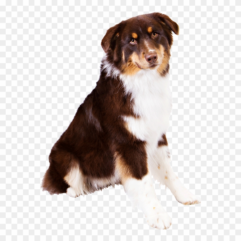 Image Free Library Dog Breed Information Famil Woof - Australian
