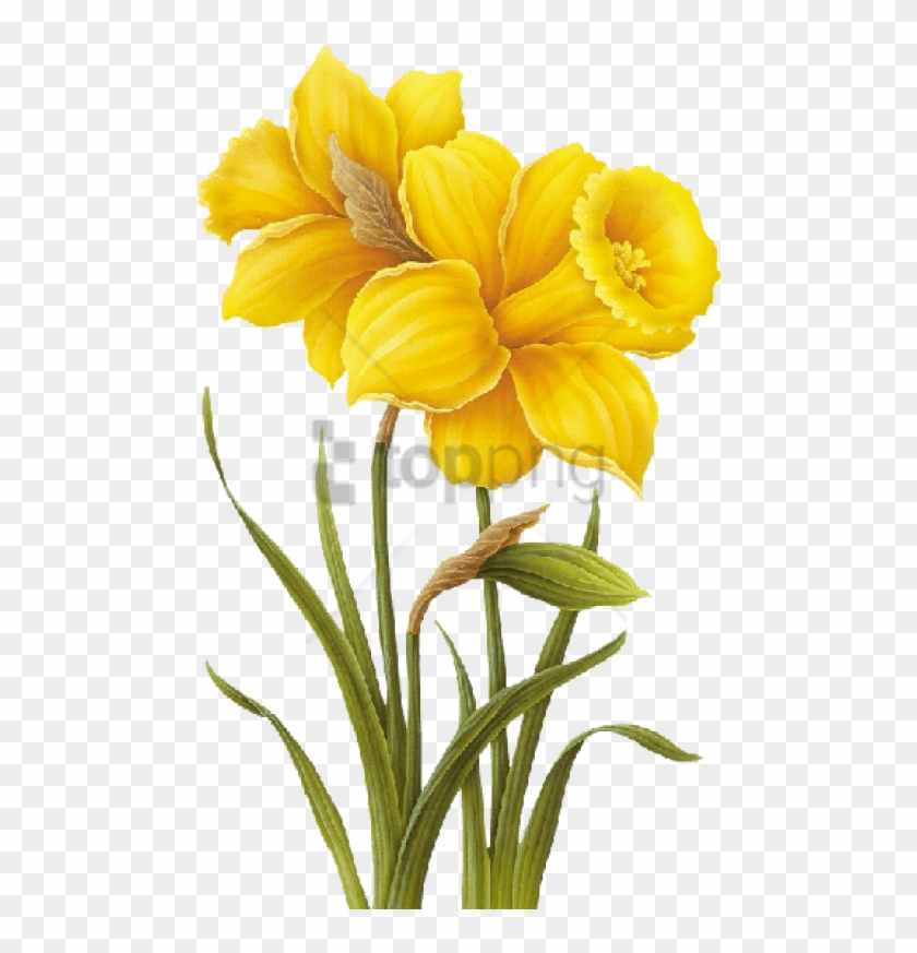 Photos Kaner Flowers Drawing Drawing Art Gallery - Photos Kaner Flowers  Drawing Drawing Art Gallery - Free Transparent PNG Clipart Images Download