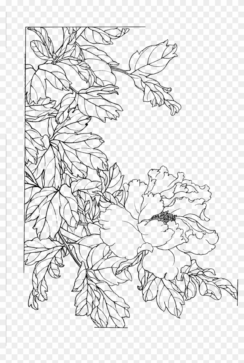 Sketch Flower Chinese Peony Painted Gongbi Line Clipart - Peony Flower