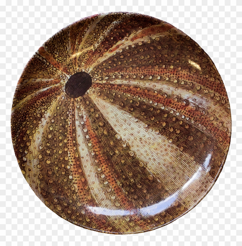 Shell, HD Png Download - 800x800(#1668728) - PngFind