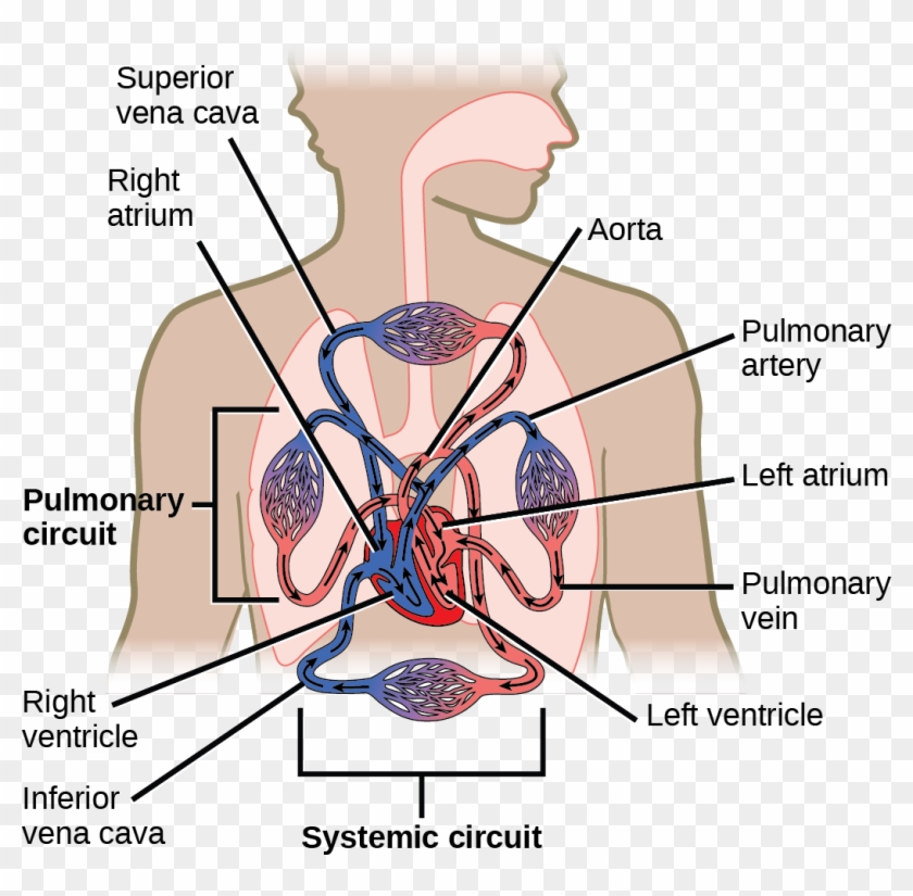 name the part of the heart that pumps blood to lungs