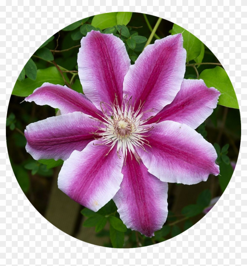 Clematis Means Mental Beauty Full Sun Perennials, Clematis