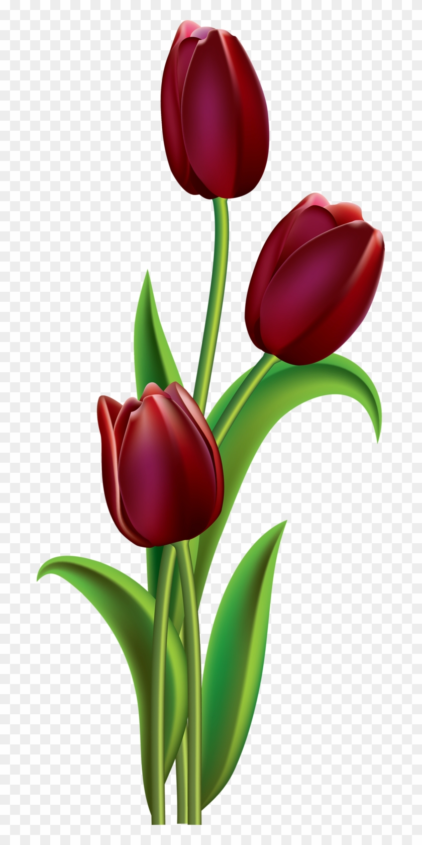 Tulip Flower Pictures Of Flowers To Draw And Paint : Finish the petals