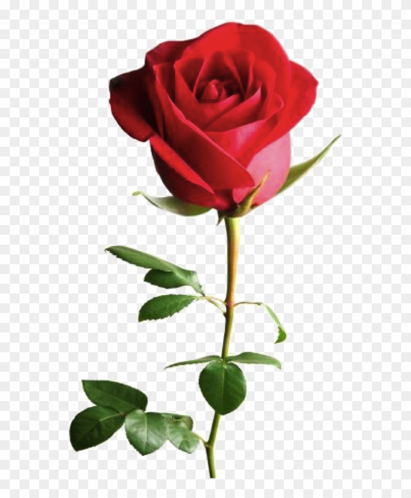 Curcuma Read Rose Good Night Hd Png Download 730x1042 175242