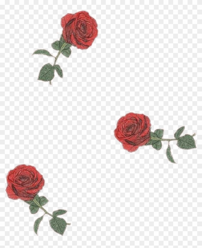 Roses Rosa Flor Flower Drawingflowers Tumblr Aesthetic Rose Aesthetic Backgrounds Hd Png Download 1024x18 Pngfind