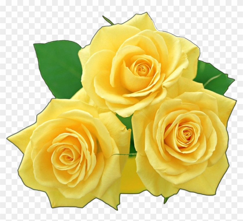 Top 100 rosas amarillas png