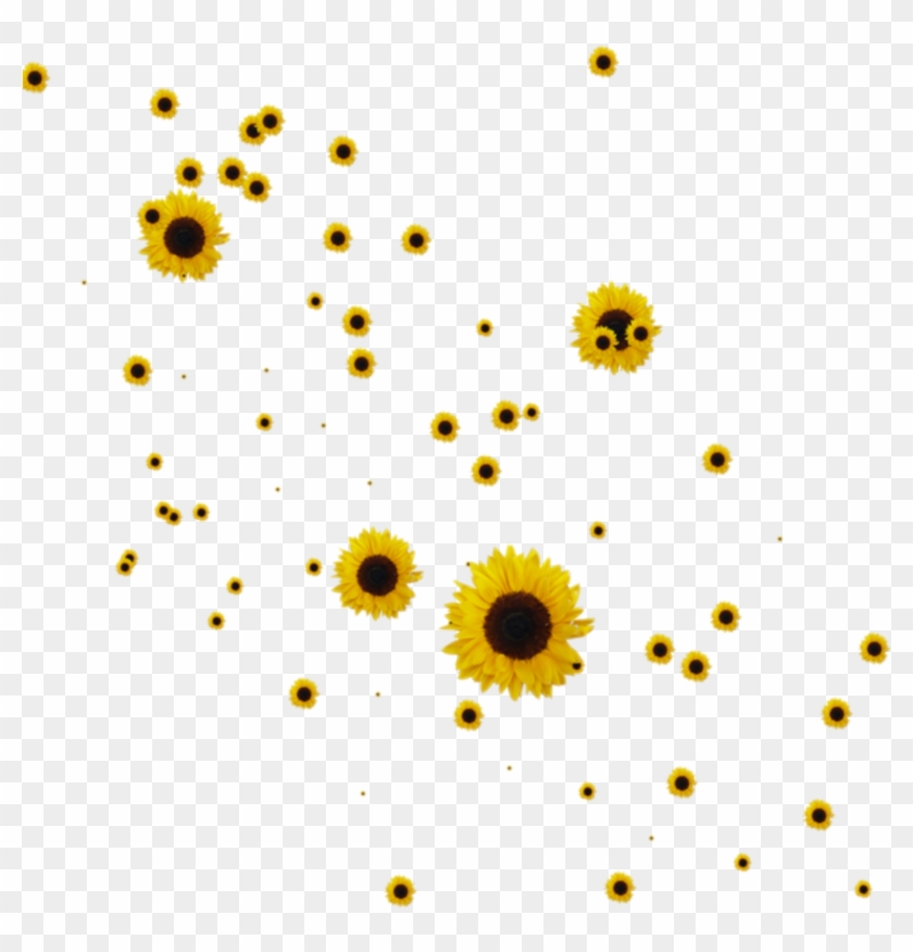 Tumblr Sunflowers Png Sunflowers Png Transparent Png