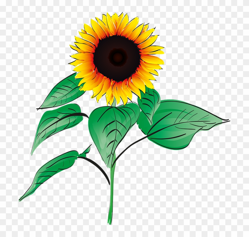 Sunflowers Clipart  Bunga  Matahari  Bunga  Matahari  Png 