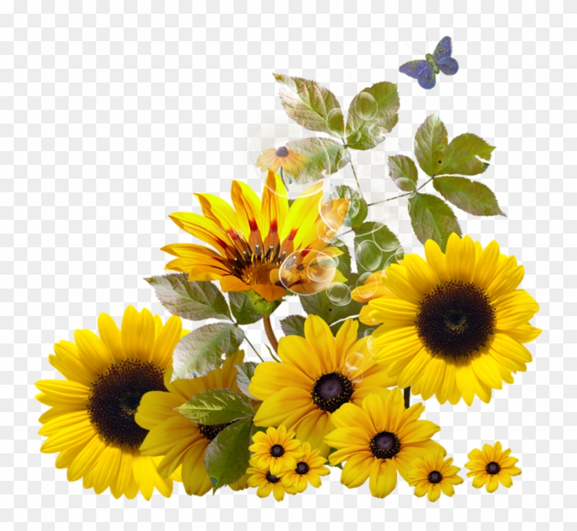 Free Free Clipart Transparent Background Sunflowers SVG PNG EPS DXF File