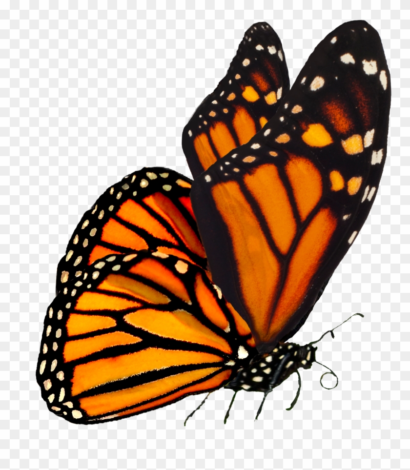 Monarch - Monarch Butterfly Transparent, HD Png Download -  2000x2000(#1702606) - PngFind
