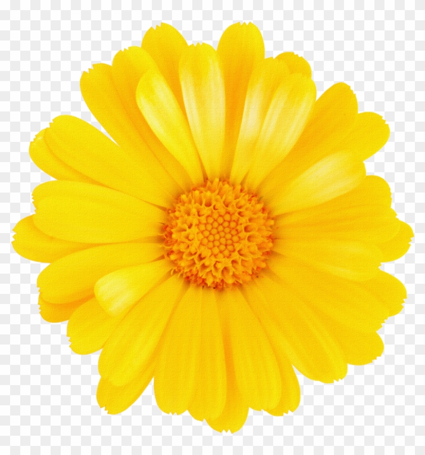 Margaritas Png Para Montajes ~ Rosavecina - Yellow Flowers Transparent  Backgrounds, Png Download - 1600x1484(#1705531) - PngFind