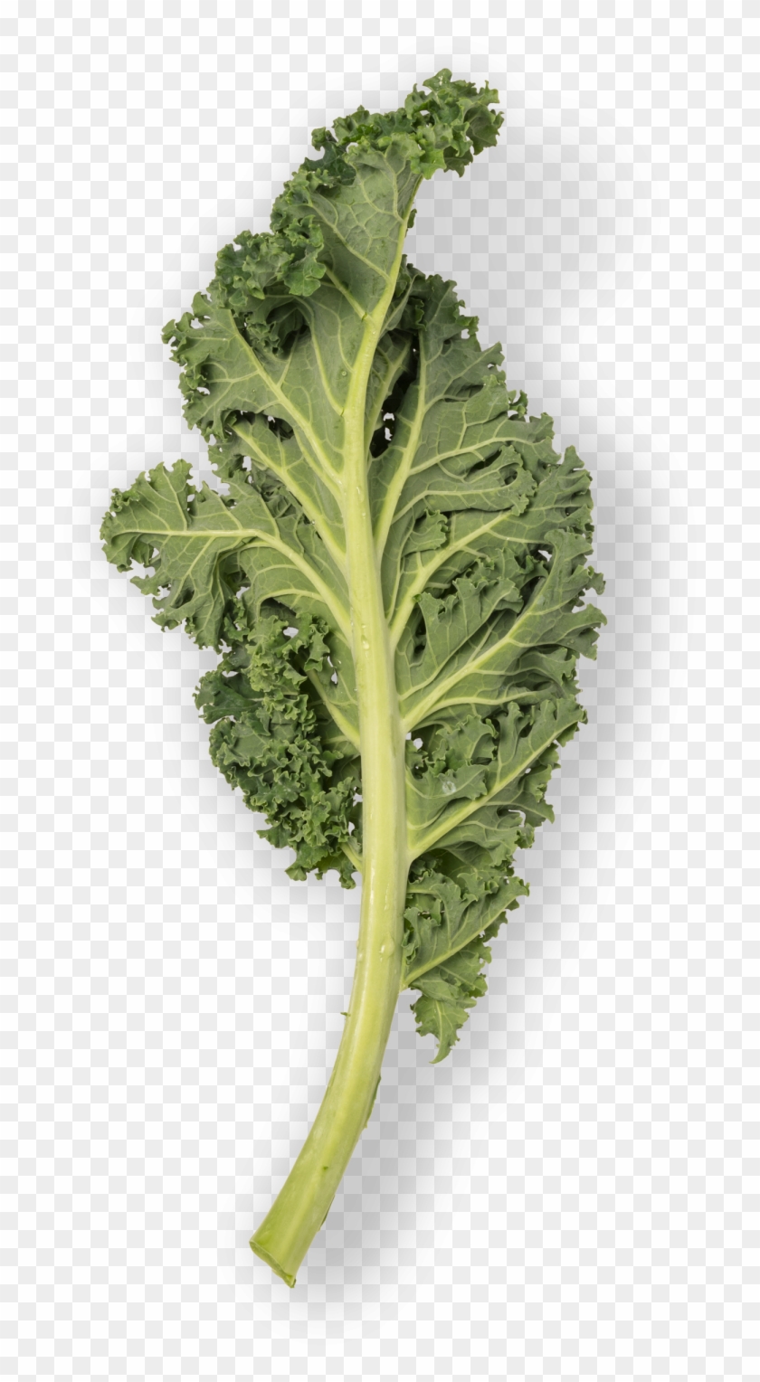 Kale Mustard Greens, HD Png Download 1500x1500(1738510) PngFind