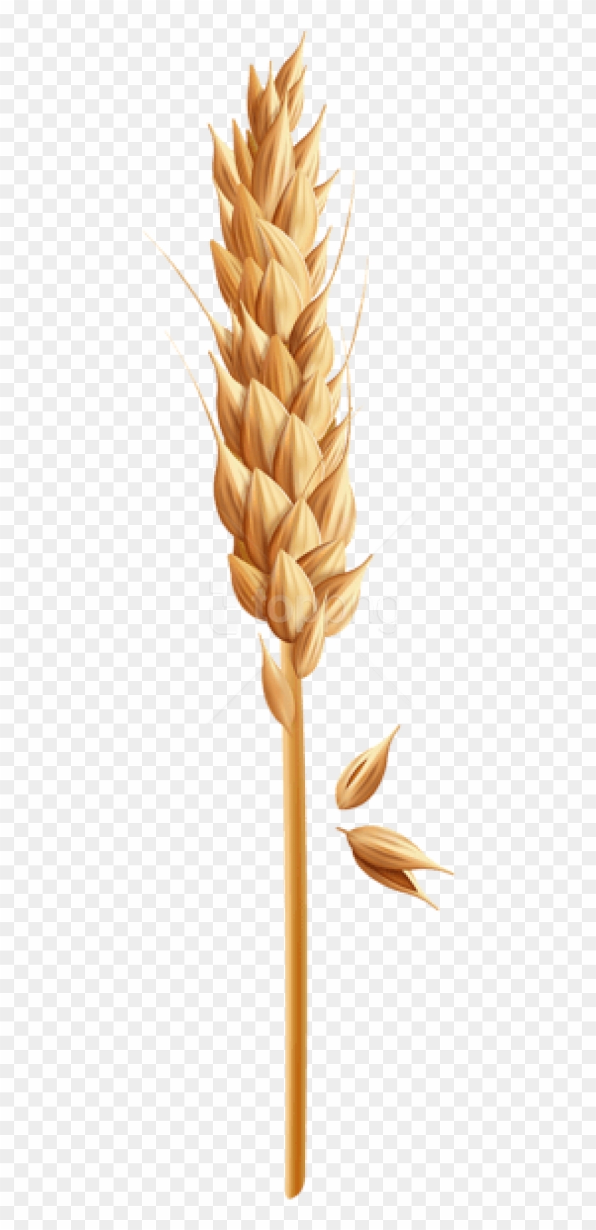 Featured image of post Wheat Images Hd Png / Best free png hd wheat png images background, wheat png file easily with one click free hd png images, png design and transparent background with high quality this f.