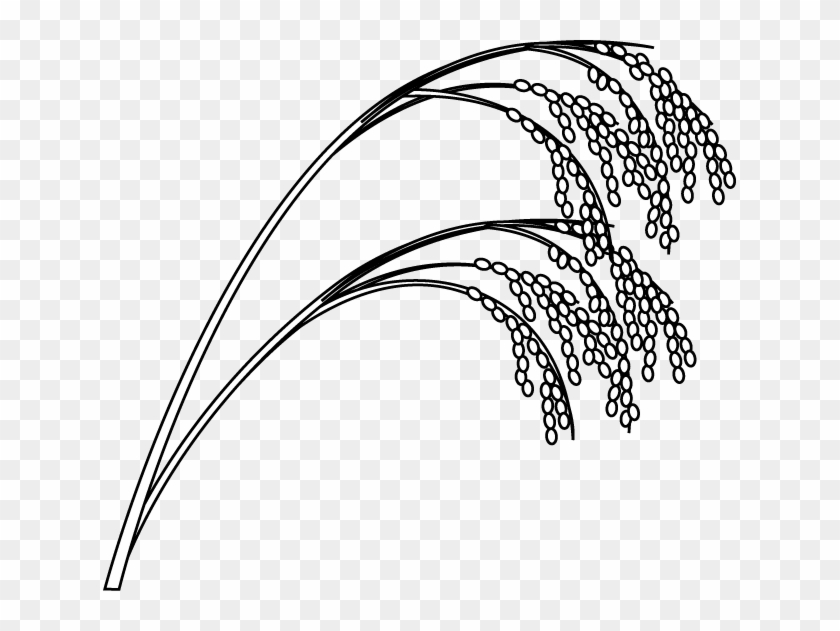 Drawn Grain Rice Plant - Rice Plant Drawing Easy, HD Png Download