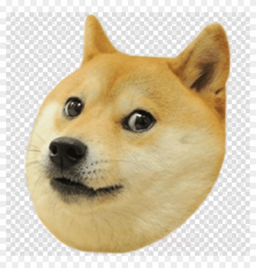Doge Transparent Clipart Shiba Inu Doge Snake Doge Head - doge transparent clipart shiba inu doge snake doge head transparent background hd png download