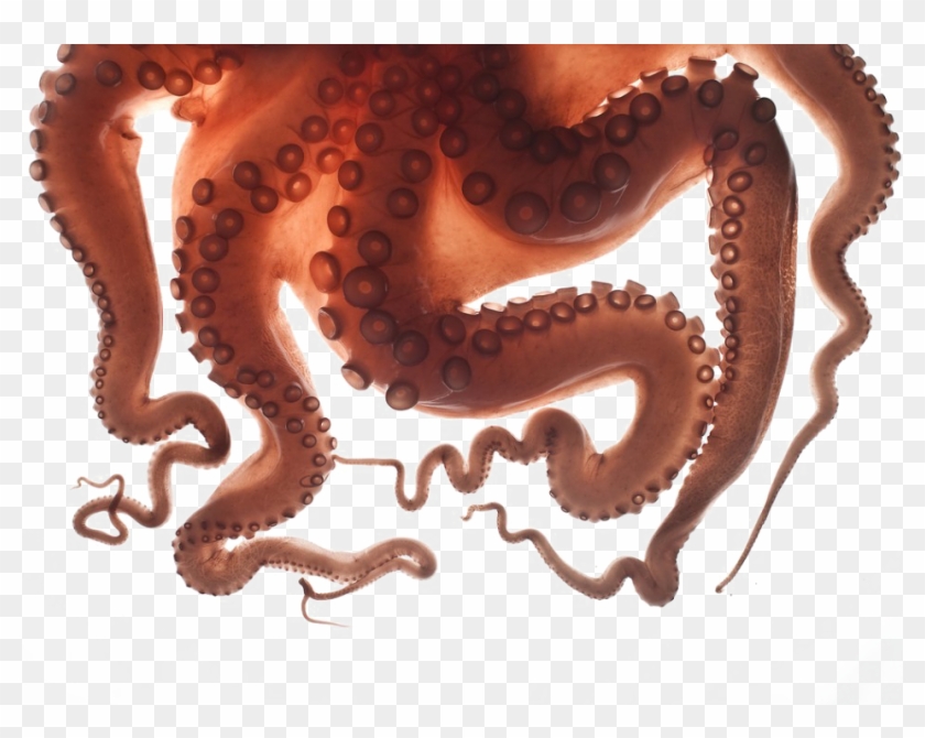 Tentacle Tentacle