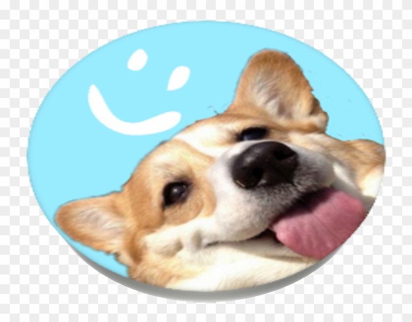 popsocket corgi