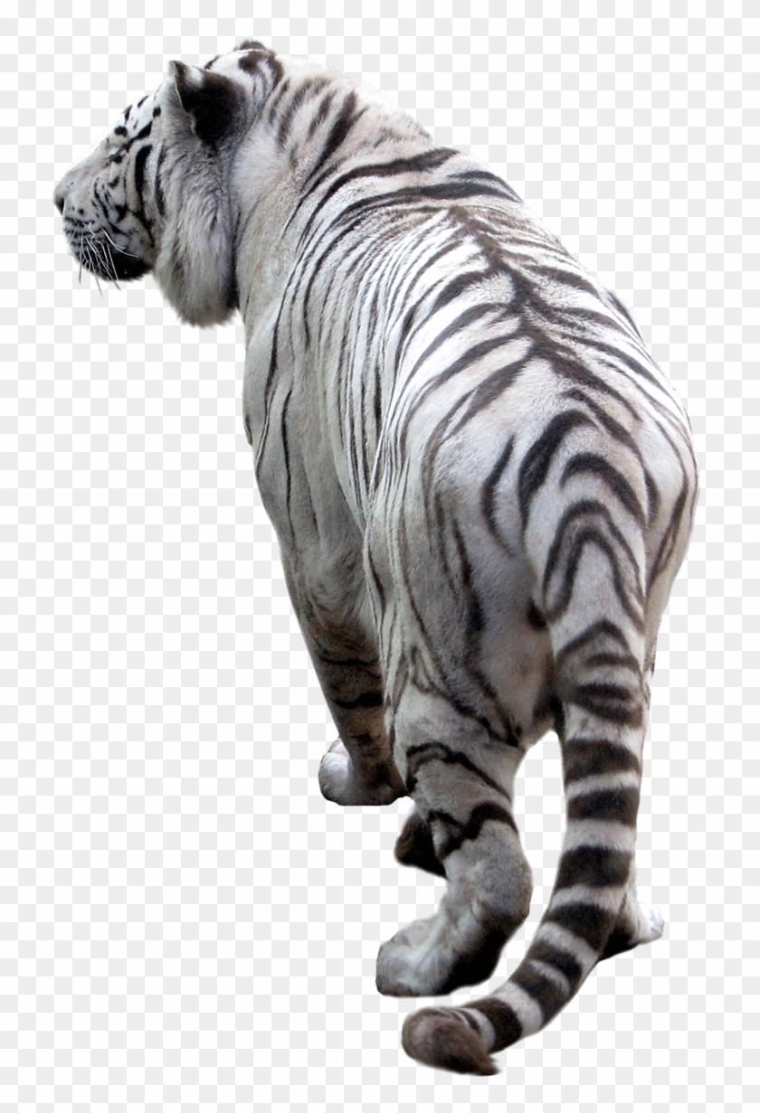 White Tiger Back Transparent Background White Tiger Png Png