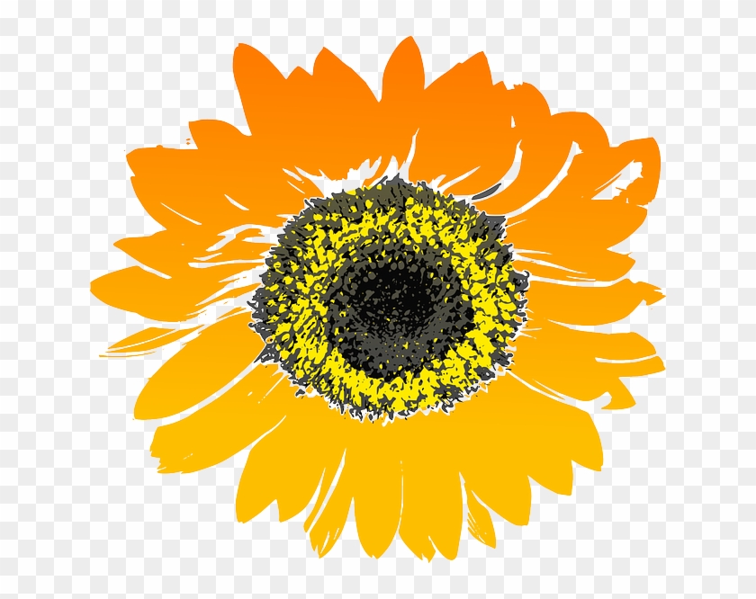 Sunflower Flower Yellow Orange Sunflower Drawing No