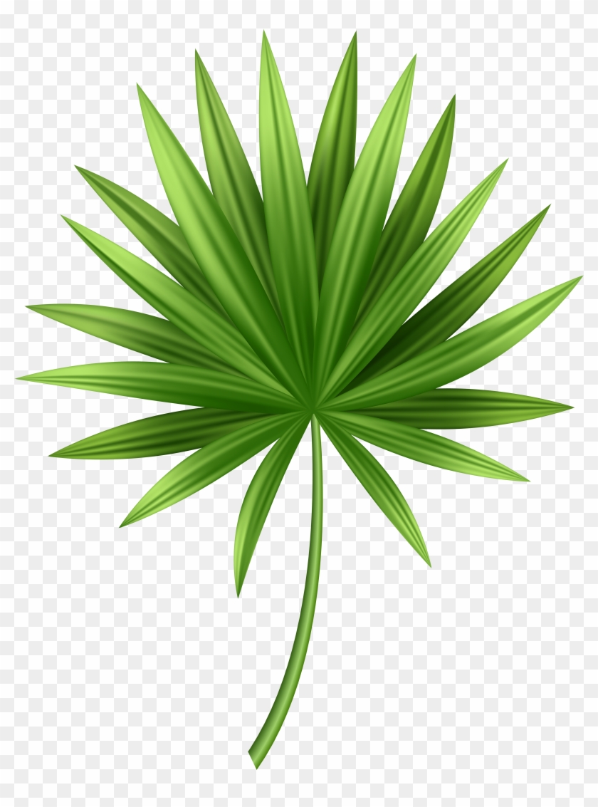 pics Tropical Leaves Png Transparent Background tropical leaves png clipart