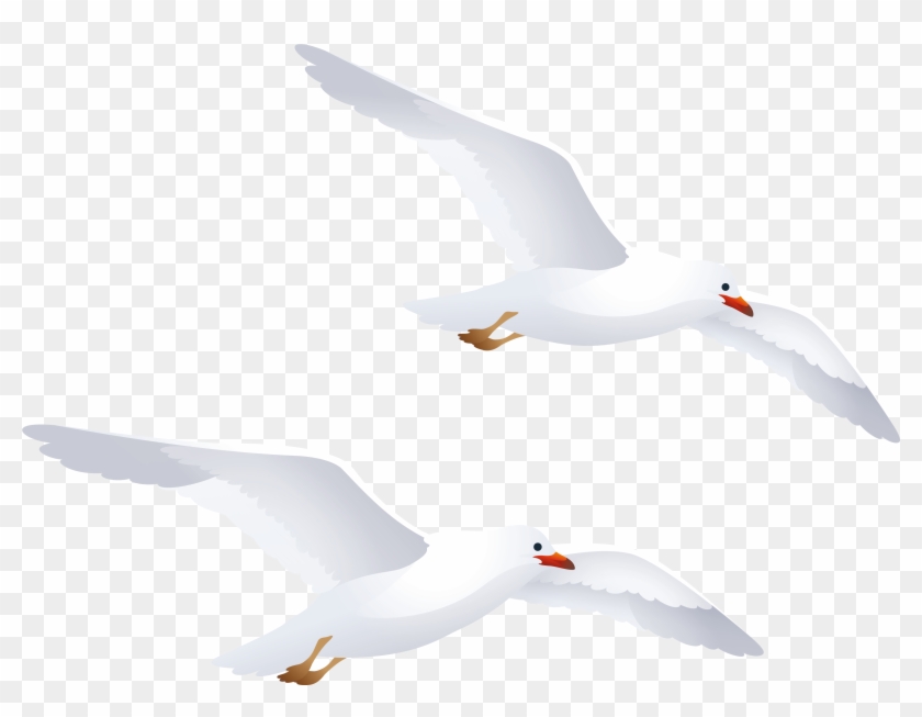 Seagulls Png Clipart White Seagull Silhouette Png Transparent Png 3900x2850 184503 Pngfind