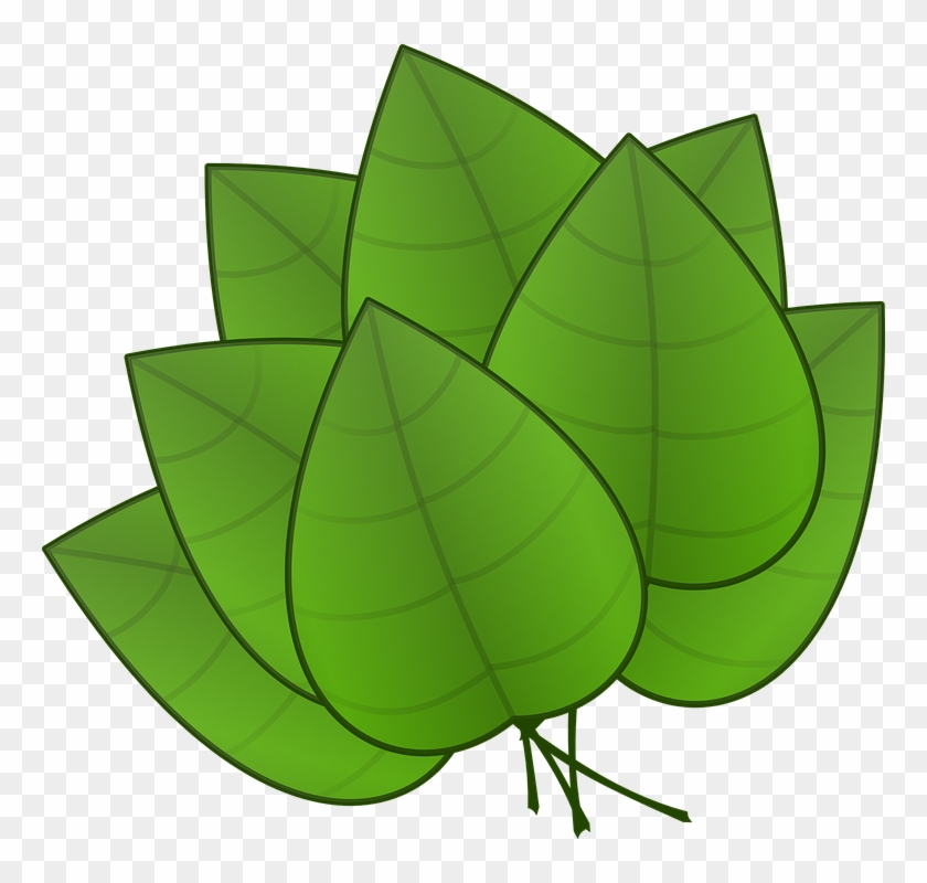 Tropical Leaf Template Parts Of Plants Leaves Hd Png Download 600x565 Pngfind Tropical Leaf Template Parts Of Plants Leaves Hd Png Download 600x565 Pngfind