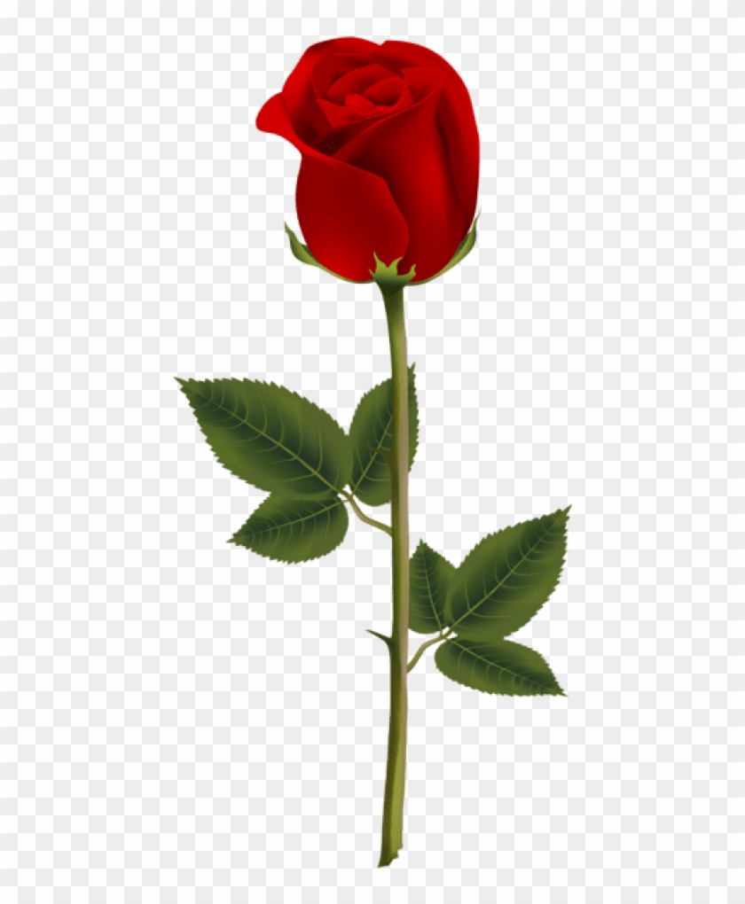 Free Png Download Red Rose Png Images Background Png - Dark Red Rose ...