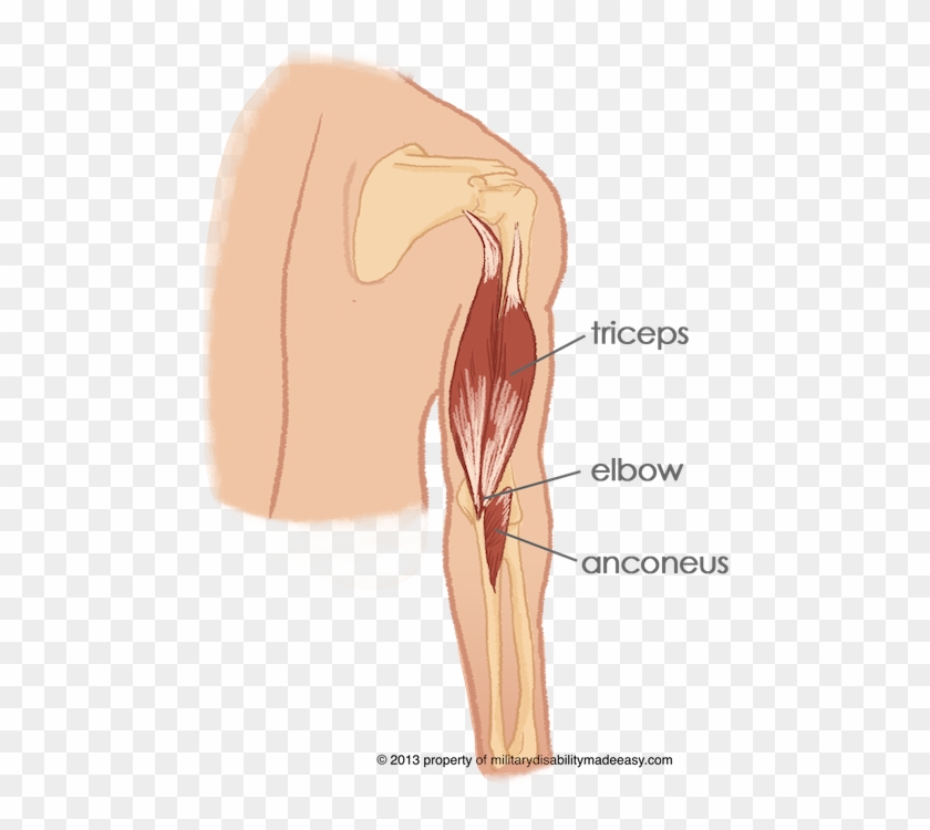 Shoulder Muscle 14 - Triceps Anconeus, HD Png Download - 491x669