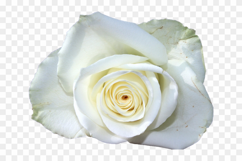 Onwijs Flower, White, Rose, Lying - Condoleance Kaart, HD Png Download GP-09