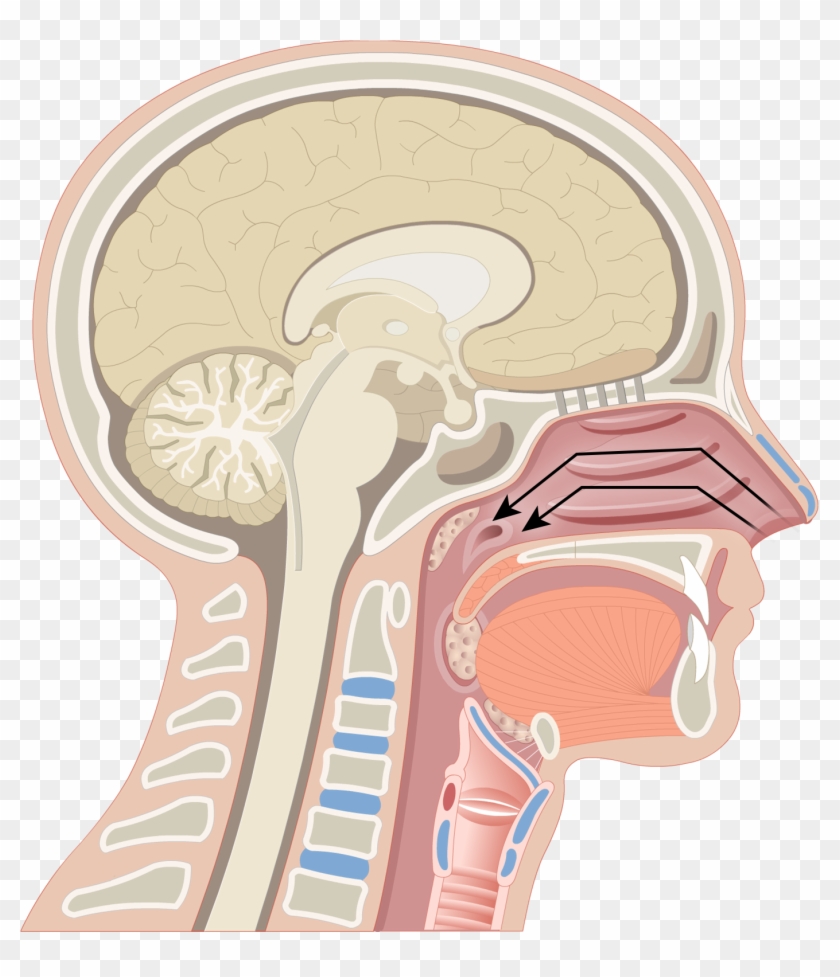 Turbinate Bones - Posterior Nares, HD Png Download - 2591x1851(#1806616