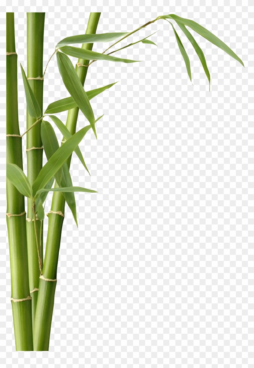 Bamboo Leaves Hd Png Download 1024x1418 Pngfind