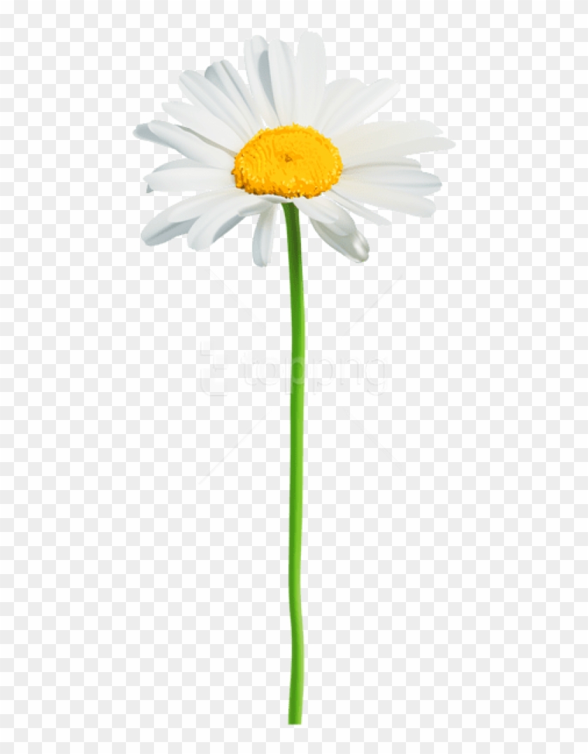 Free pictures of daisies