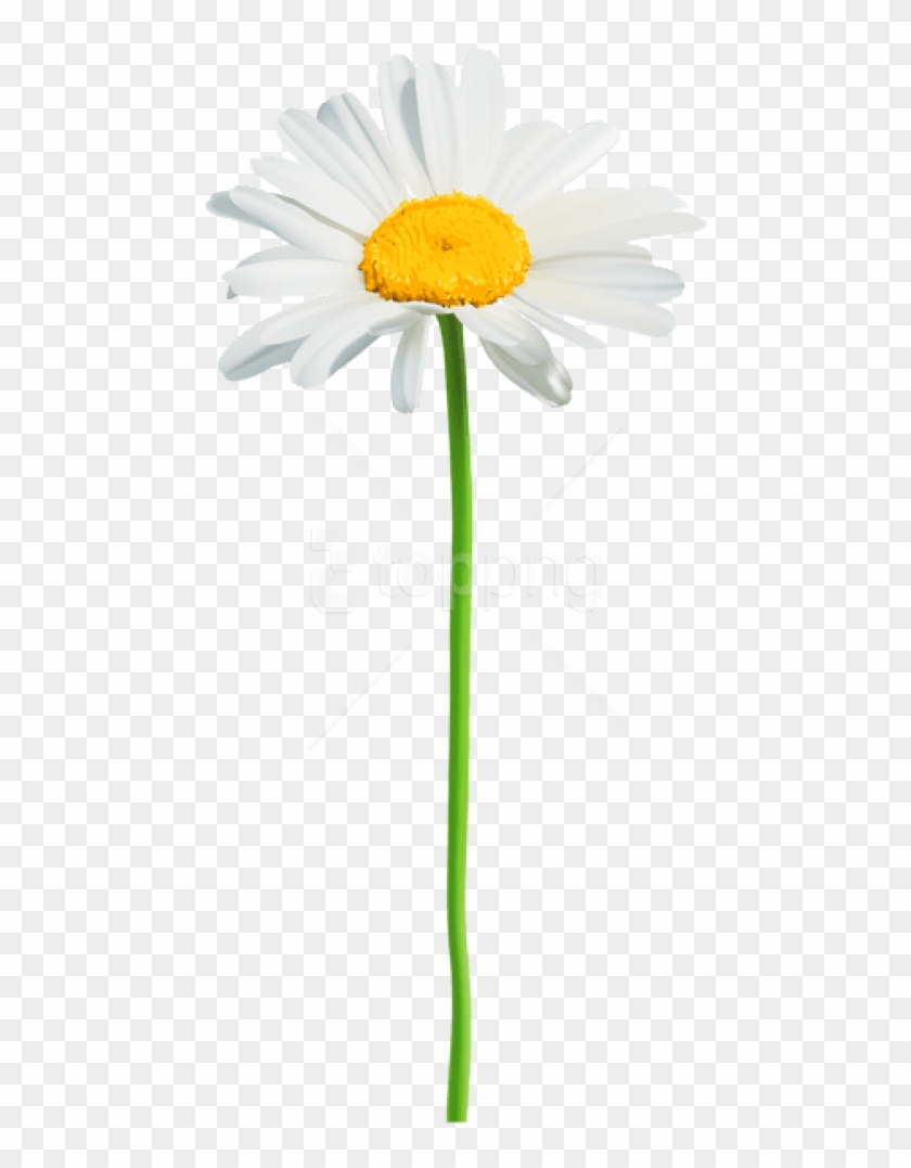 Of daisies pictures free Types of